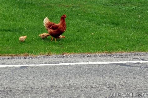 Descubre el Misterio detrás de la Famosa Ruta del Pollo en España in Spain Descubre el Misterio detrás de la Famosa Ruta del Pollo en España in Spain